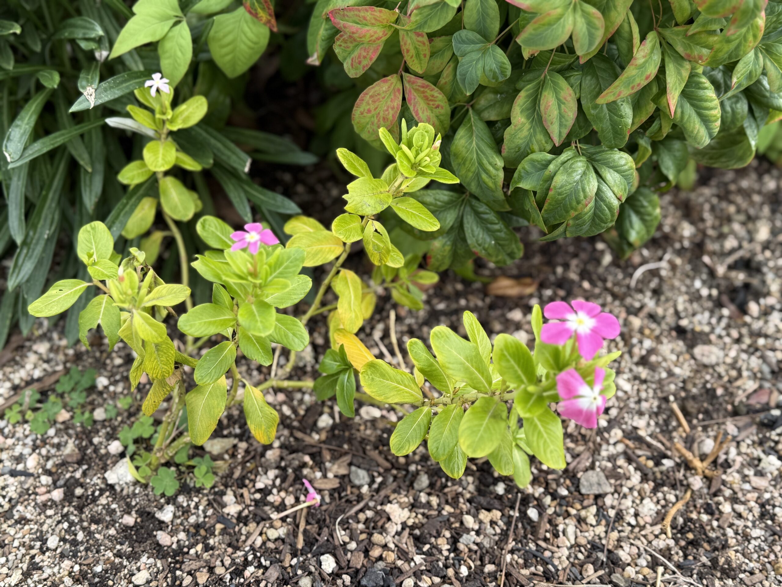何気ない景色に癒された日🌸のブログ