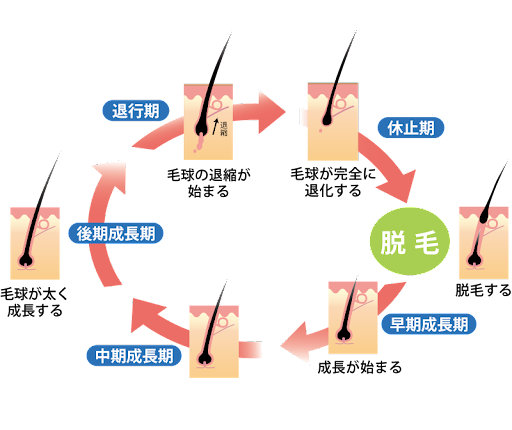 頭皮ケア　次に生えて来る毛へのアプローチ